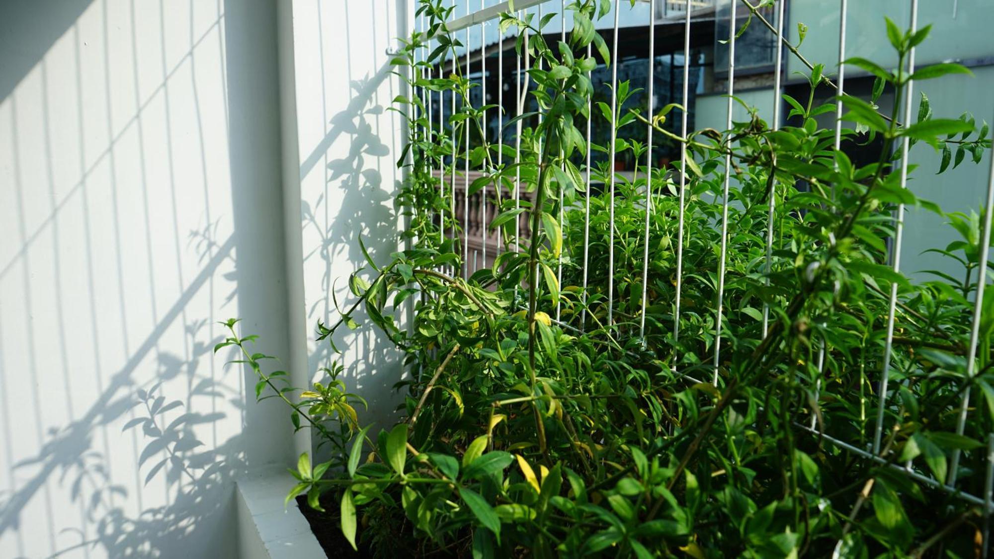 Maiam Homestay TP. Hồ Chí Minh Ngoại thất bức ảnh